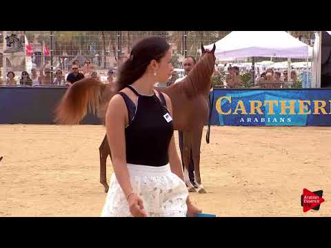 N.6 SILHOUETTE AS - Menton 2018 - Yearling Fillies (Class 1A)