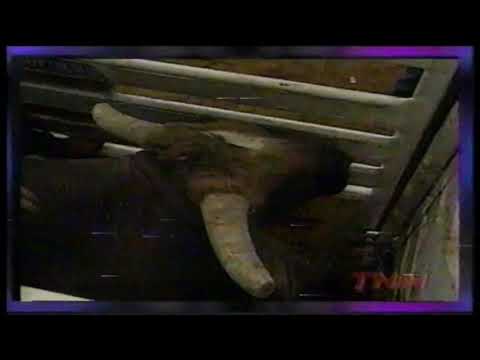 Crossroads II bucks Chris Shivers - 98 PBR Odessa