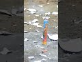 Lakshmi Cracker Shorts Crackers Experiment Funny Fireworks Trending Viral Viralshorts
