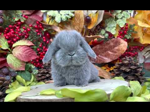 Coniglio minilop piccolo coniglio nano - coniglo adatto ai bambini