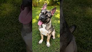 Video preview image #1 Akita-American Bulldog Mix Puppy For Sale in Cranford, NJ, USA