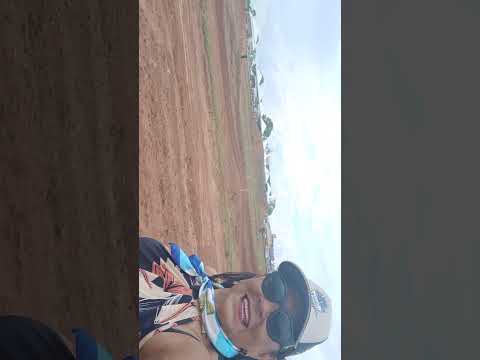 diretamente de  Sucupira Tocantins