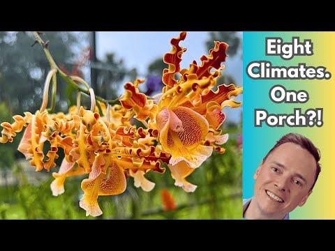 I MASTERED Orchid Microclimates in 30 Days