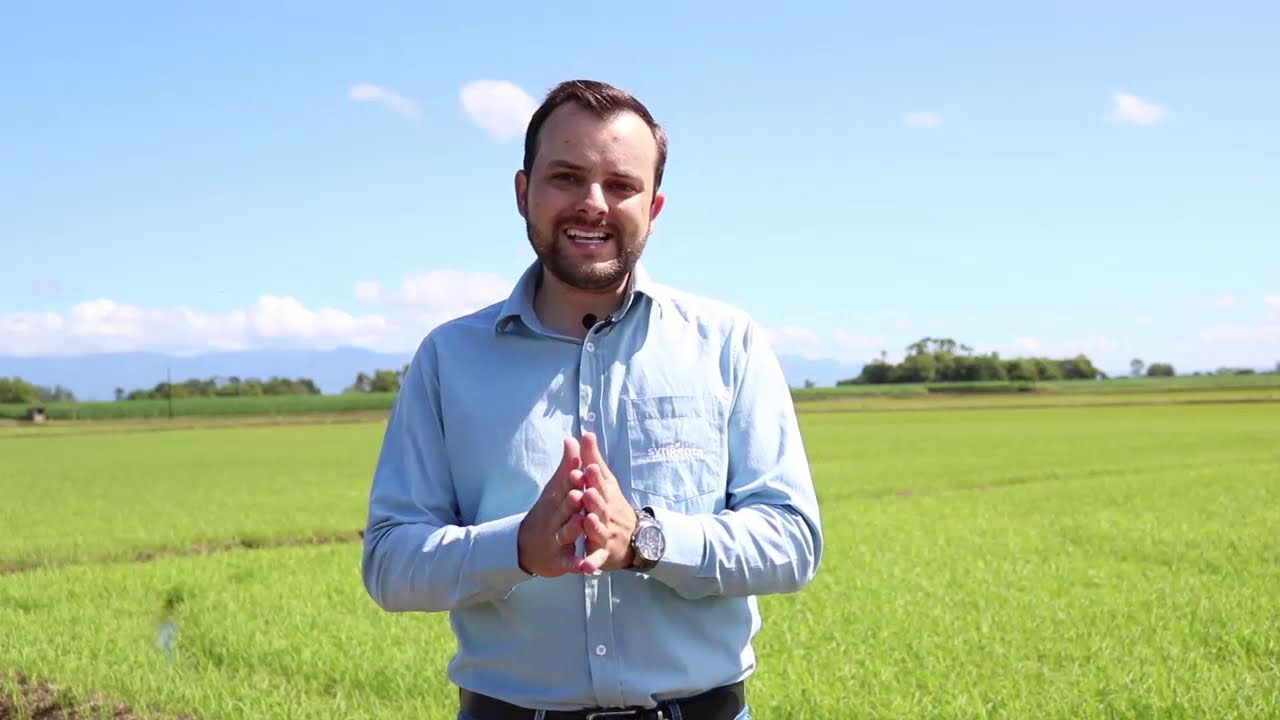 Manejo de doenças da cultura do arroz