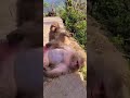 Anak Yg Durhaka Terhadap Mamak Nya Shorts Fyp Viral Animals Comedy Psk Seksual
