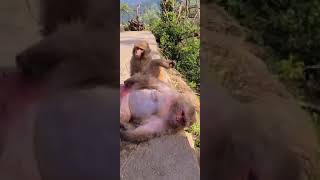 Download lagu anak yg durhaka terhadap mamak nya.#shorts #fyp #viral #animals #comedy #psk #seksual mp3