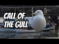 Herring Gull Call Call Gull Gullcall