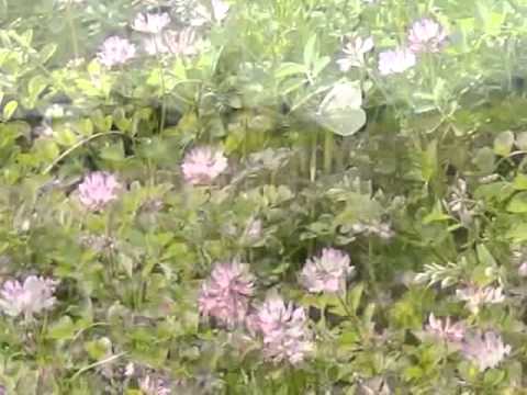 レンゲ畑のモンシロチョウ