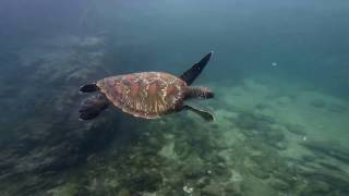 Un snorkeling Galapagos