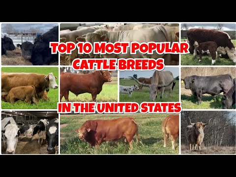 , title : 'TOP 10 MOST POPULAR CATTLE BREEDS IN THE UNITED STATES'