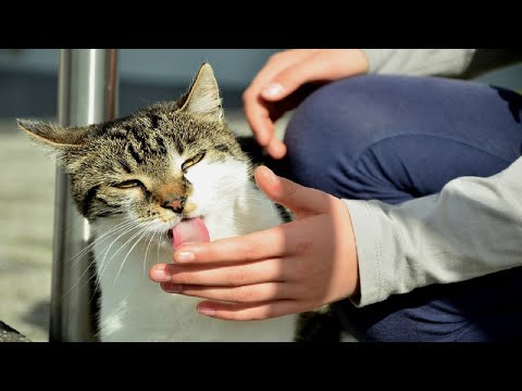 Why cats lick you, themselves and other things?