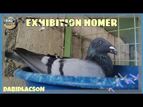 , title : 'EXHIBITION HOMER PIGEON - HEAD STRUCTURE || Owned by DABIDLACSON 🇵🇭 | 🕊 Pigeons'