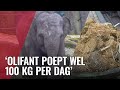 Nieuw bankje van olifantenpoep in dierentuin Artis