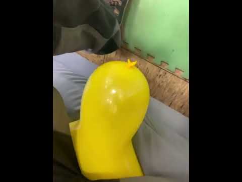 S2p yellow 12" ballon with necking