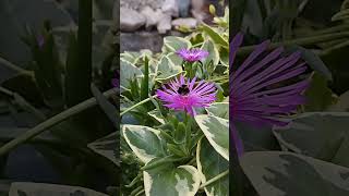 #shorts #viral #flower #bee ❤️🔔
