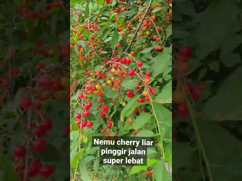 Found a Super Thick Wild Cherry Tree on the Side of the Road #shorts