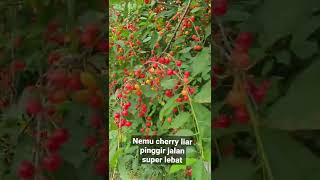 Download lagu Found a Super Thick Wild Cherry Tree on the Side of the Road #shorts mp3 Download lagu Found a Super Thick Wild Cherry Tree on the Side of the Road #shorts mp3
