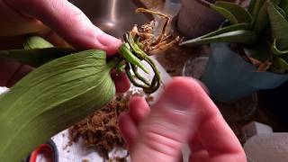 Saving a Dehydrated Orchid