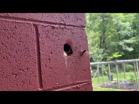 Hole in the Home Filled with European Hornets in Allenwood, NJ