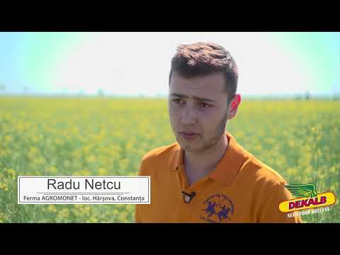 Rapita DEKALB in ferma AGROMONET SRL - interviu Radu Netcu