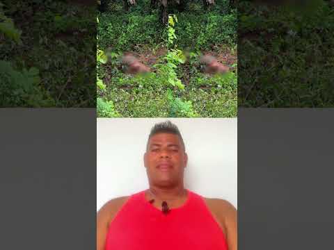 jovem foi morto a pauladas em Laje grande Catende PE 07/09/2026 #notcias