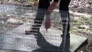 preview picture of video 'Tomahawk Live Trap Model 511C - Chicken Trap Instructions'