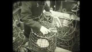 preview picture of video 'Porthgain Lobsters'