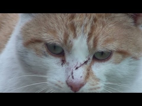 Cat fight slow motion