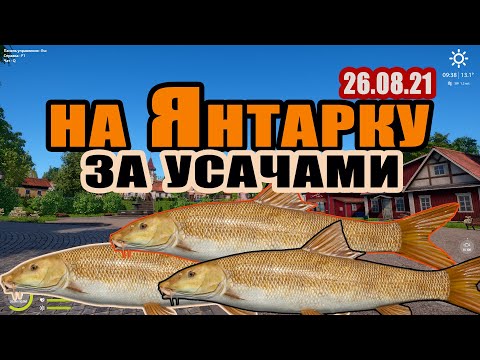 Фото Усач на Янтарке 26.08.21! Русская рыбалка 4! РР4! Усач! Янтарное! Фарм! РЫБОКИТ!