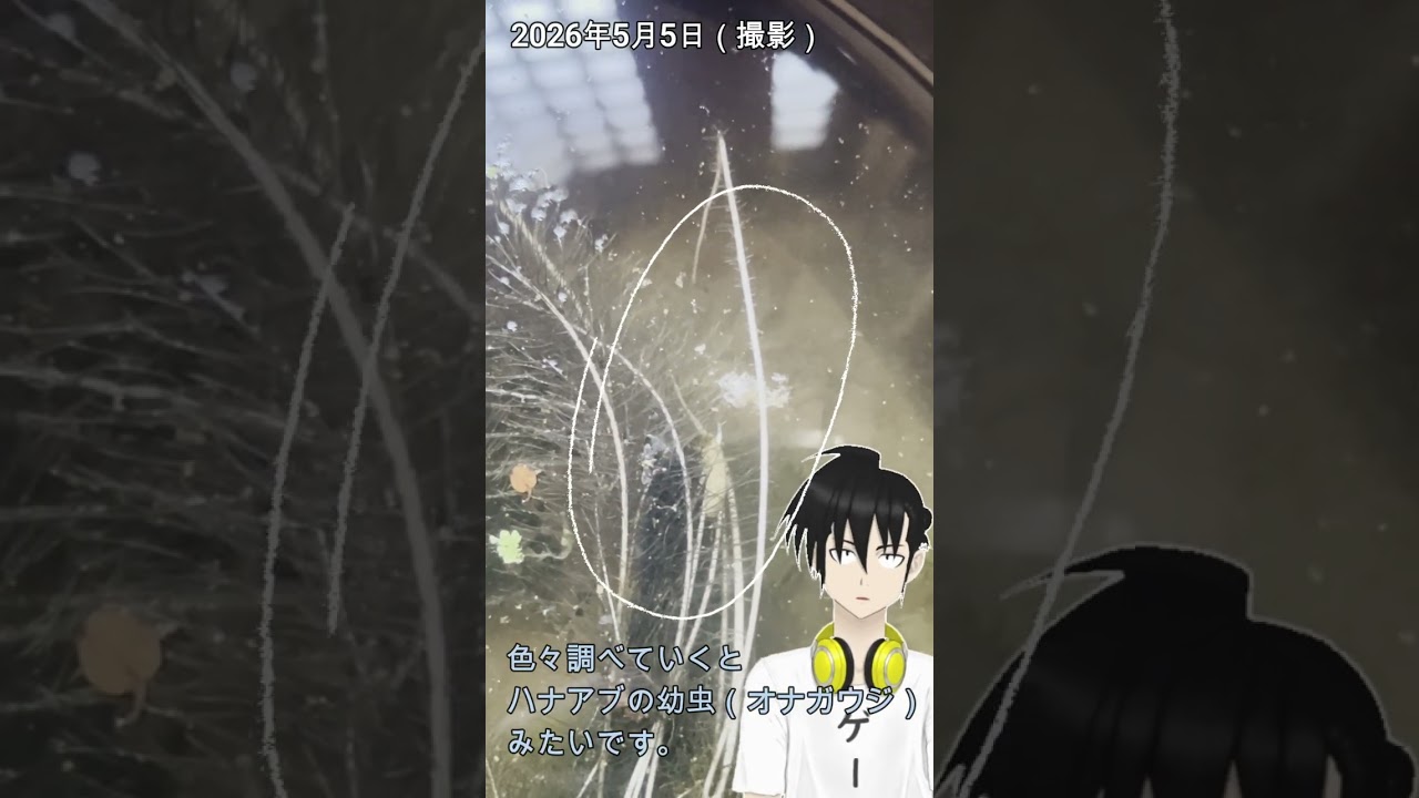 蓮育ててみる。しかし睡蓮鉢内に侵入者が・・・。#shorts　#ビオトープ