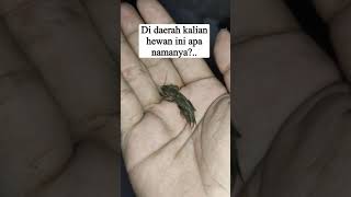 Download lagu siapa hayo yang takut sama hewan ini... #hewan#binatang#gaang#serangga #shorts mp3 Download lagu siapa hayo yang takut sama hewan ini... #hewan#binatang#gaang#serangga #shorts mp3