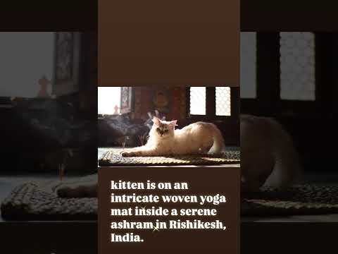kitten💕yoga Rishikesh, India. Warm morning sunlight deeply peaceful and spiritual, with a blissful
