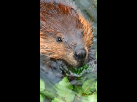 The unexpected engineers taking on climate change