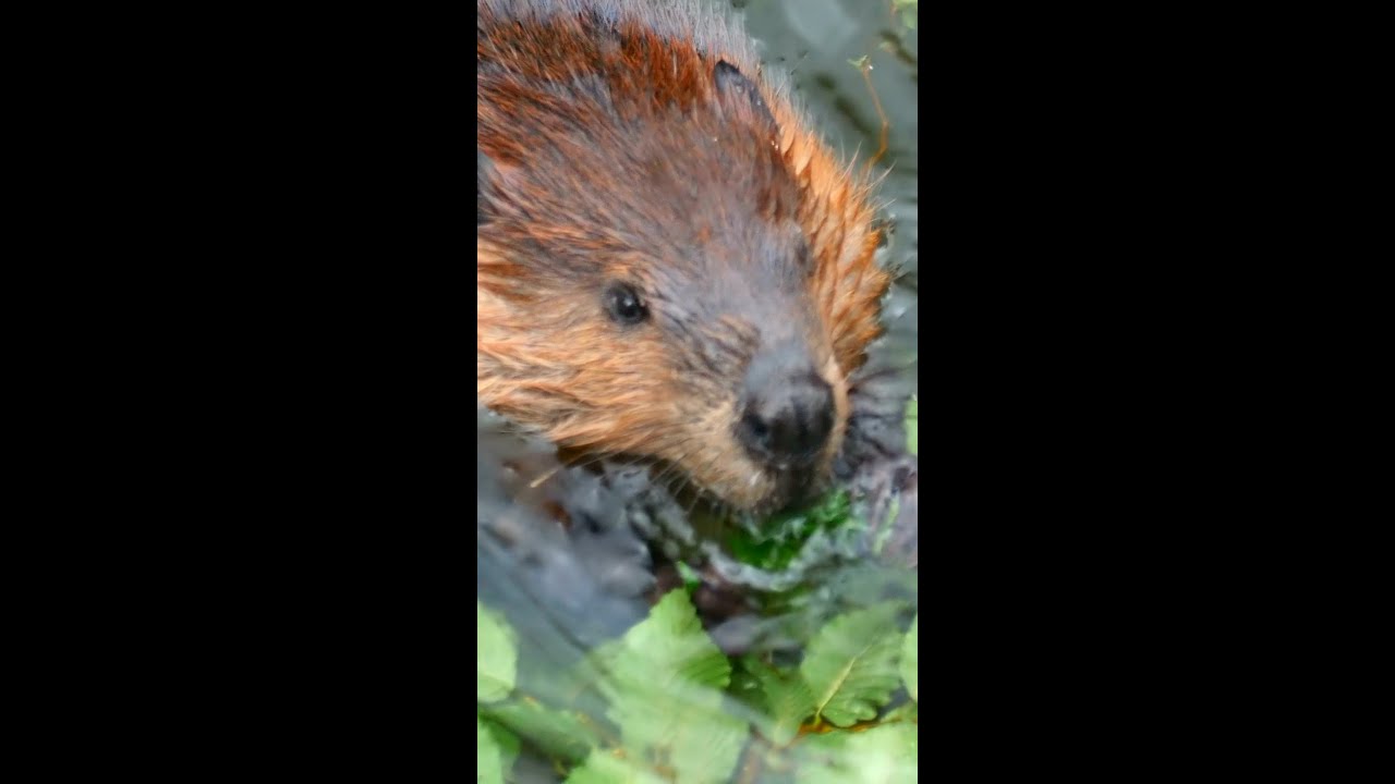 The unexpected engineers taking on climate change