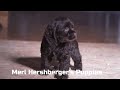 Cocker Spaniel dogs for sale: Holly - Video 1