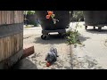 Ratatouille Live Action Trailer 2022