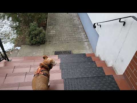 Dora der Pawlowsche Hund - Klassische Konditionierung