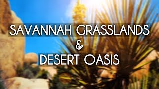 🌾 "Savannah Grasslands & Desert Oasis" Hamster Cage Theme! 🌵