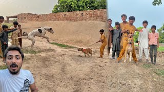 Pitbull Ka Bully Dog 🐕 Sa Fight Karwa Di Maza Karwa Dia 🥳