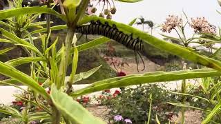 Monarch caterpillars part 2