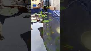 Download lagu Biidznillah Guppy Farm Batam mp3 Download lagu Biidznillah Guppy Farm Batam mp3