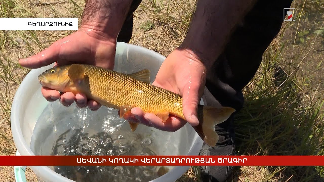 Սևանի կողակի վերարտադրության ծրագիր