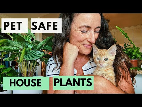 Houseplants Safe for Cats | Plant Tour