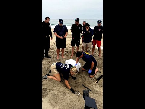 First-ever West Coast sea turtle eggs rescued before swell