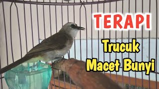 Download lagu Pancingan trucukan BETINA MEMANGGIL JANTAN bikin trucuk  MACET dan BAHAN jadi gacor mp3