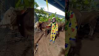 Download lagu Grandma Buys Cows | NURRAYNI25 mp3