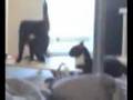 Tuxedo Cat Fight