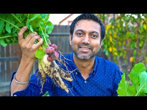 How to Grow Lots of Radish | Mooli Video