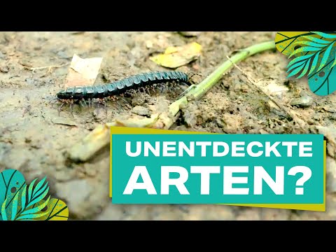 Artenvielfalt in Gefahr! Unterwegs im Regenwald von Peru | YouTopia 2025