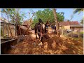 Jallikattu Watsapp Status Tamil Mass Bgm Watsapp Status Tamil